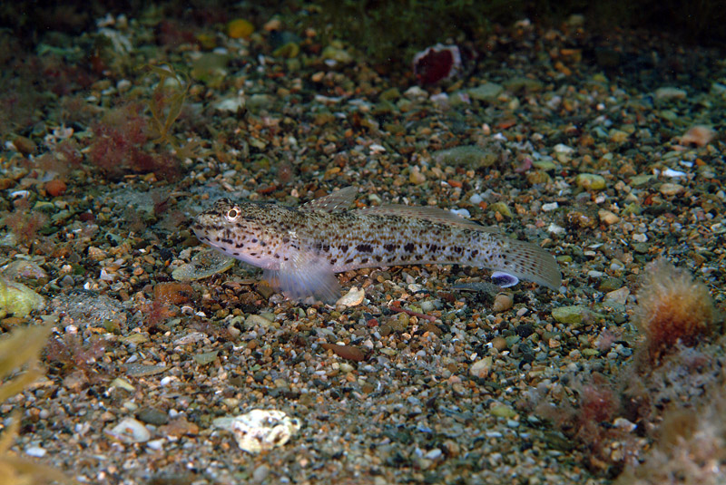 Gobius incognitus e Zebrus zebrus